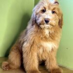 Gryphina-female-Labradoodle-puppy-for-sale-1
