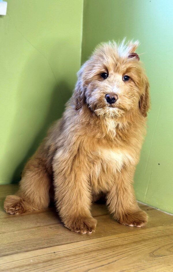 Gryphina Labradoodle Gryphina Labradoodle