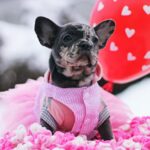 Guava-female-French-Bulldog-puppy-for-sale-1