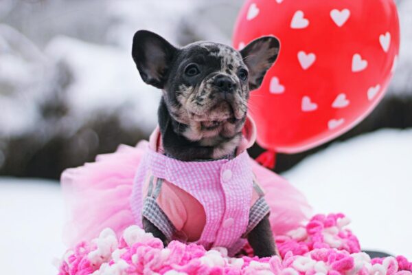 Guava French Bulldog Guava French Bulldog