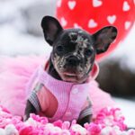 Guava-female-French-Bulldog-puppy-for-sale-2