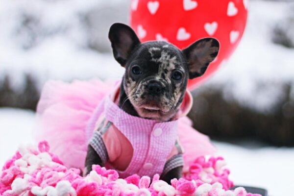 Guava French Bulldog Guava French Bulldog