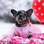 Guava-female-French-Bulldog-puppy-for-sale-3