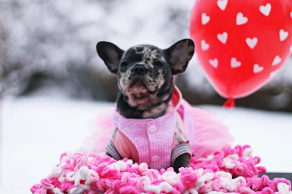 Guava French Bulldog Guava French Bulldog