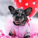 Guava-female-French-Bulldog-puppy-for-sale-4