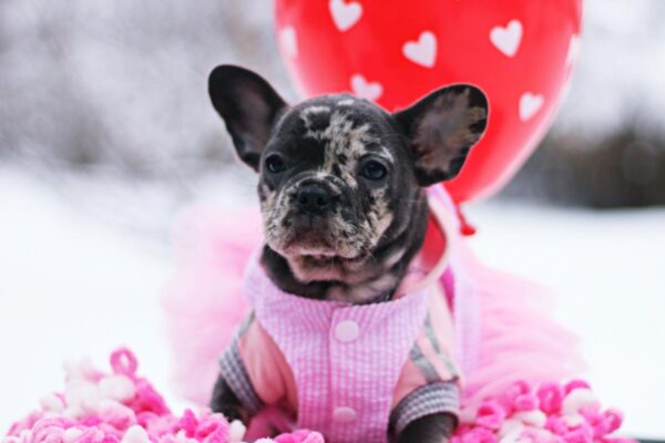 Guava French Bulldog Guava French Bulldog