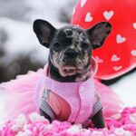 Guava-female-French-Bulldog-puppy-for-sale-5