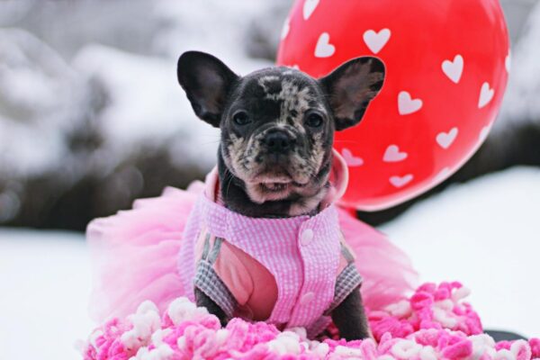 Guava French Bulldog Guava French Bulldog