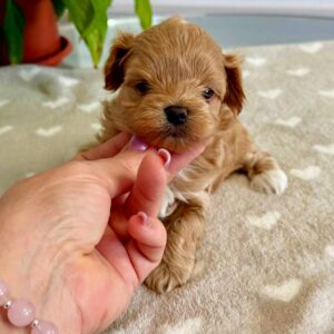 Gummy Maltipoo Gummy Maltipoo