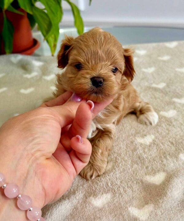 Gummy Maltipoo Gummy Maltipoo