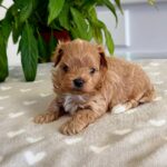Gummy-male-Maltipoo-puppy-for-sale-2