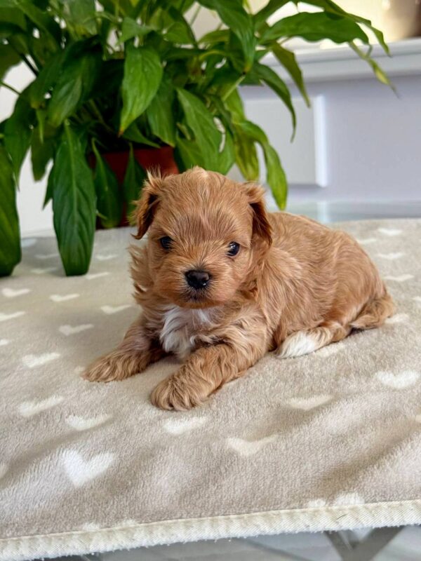 Gummy Maltipoo Gummy Maltipoo