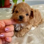 Gummy-male-Maltipoo-puppy-for-sale-3