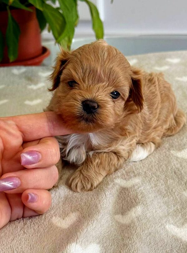 Gummy Maltipoo Gummy Maltipoo