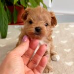 Gummy-male-Maltipoo-puppy-for-sale-4