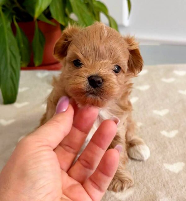 Gummy Maltipoo Gummy Maltipoo