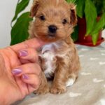Gummy-male-Maltipoo-puppy-for-sale-5