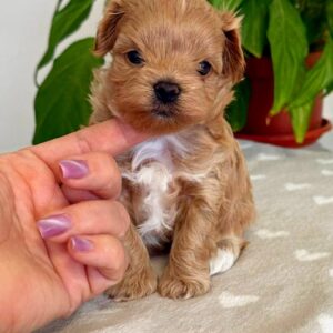 Gummy Maltipoo Gummy Maltipoo