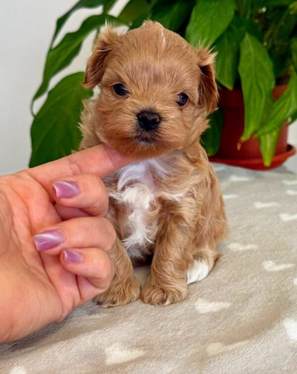 Gummy Maltipoo Gummy Maltipoo