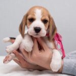HALVA-female-Beagle-puppy-for-sale-1