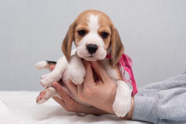 Halva Beagle Halva Beagle