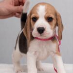 HALVA-female-Beagle-puppy-for-sale-2