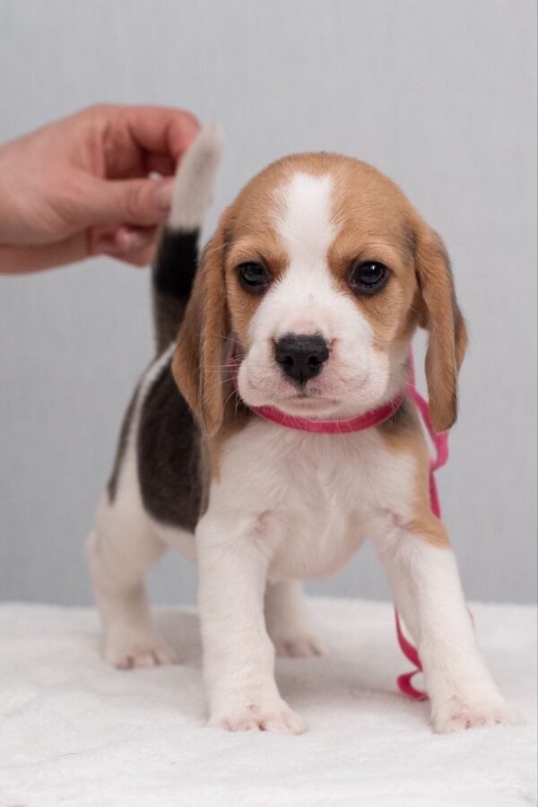 Halva Beagle Halva Beagle