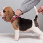 HALVA-female-Beagle-puppy-for-sale-3