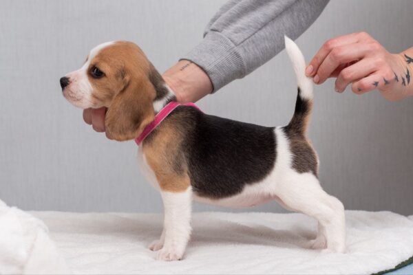 Halva Beagle Halva Beagle