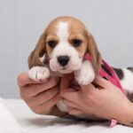 HALVA-female-Beagle-puppy-for-sale-4