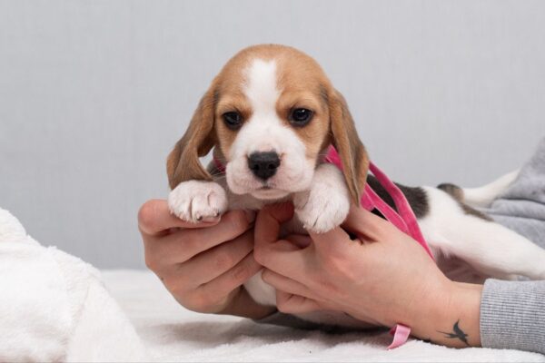 Halva Beagle Halva Beagle