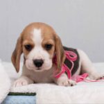 HALVA-female-Beagle-puppy-for-sale-5