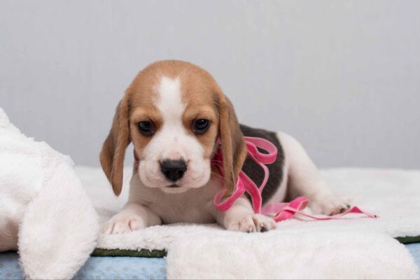 Halva Beagle Halva Beagle