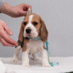 HARIBO-male-Beagle-puppy-for-sale-1
