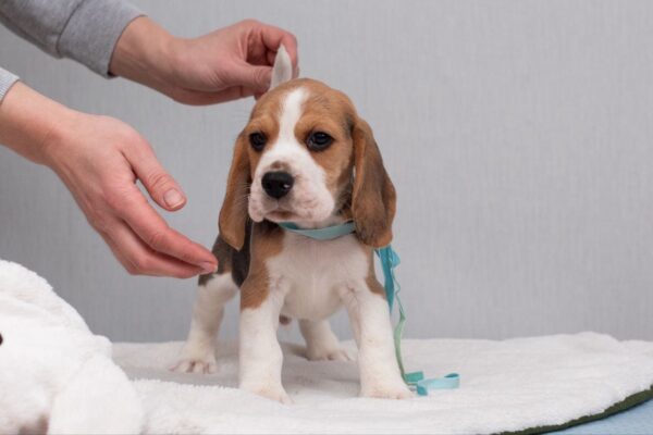 Haribo Beagle Haribo Beagle