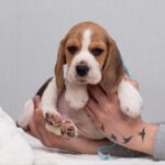 HARIBO-male-Beagle-puppy-for-sale-2