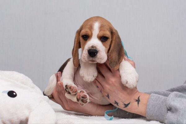 Haribo Beagle Haribo Beagle