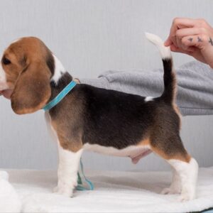 Haribo Beagle Haribo Beagle