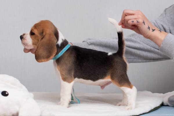 Haribo Beagle Haribo Beagle