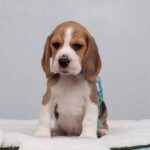 HARIBO-male-Beagle-puppy-for-sale-4