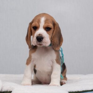 Haribo Beagle Haribo Beagle