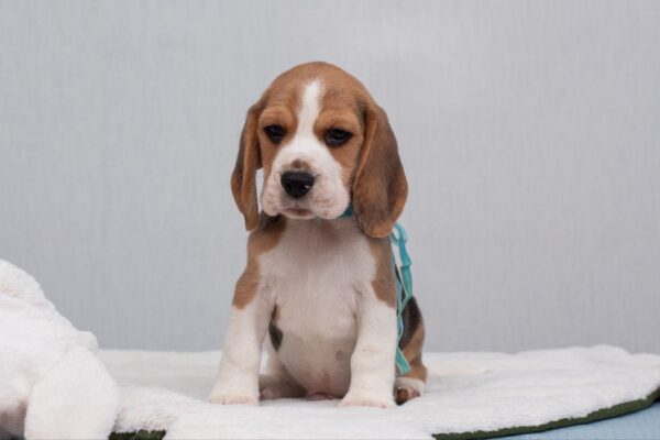 Haribo Beagle Haribo Beagle