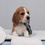 HARIBO-male-Beagle-puppy-for-sale-5