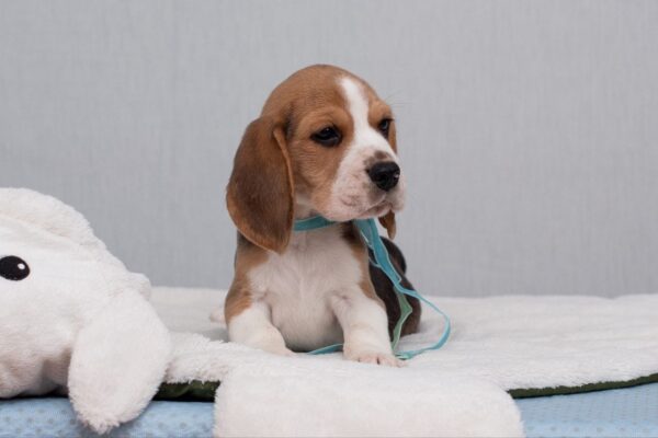 Haribo Beagle Haribo Beagle