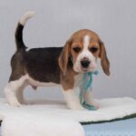 HARIBO-male-Beagle-puppy-for-sale-6