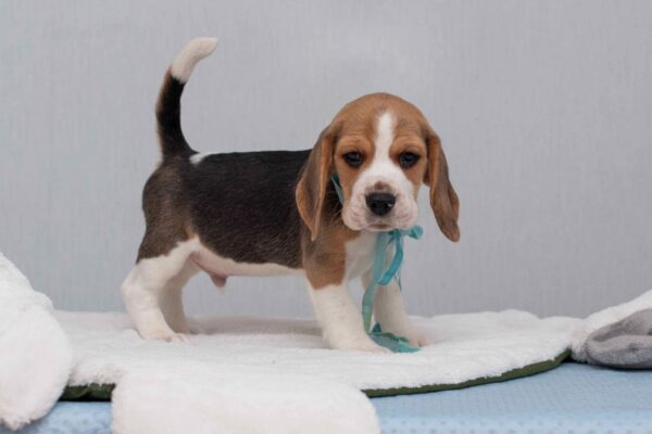 Haribo Beagle Haribo Beagle