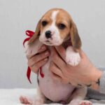 HUCKLEBERRY-female-Beagle-puppy-for-sale-1