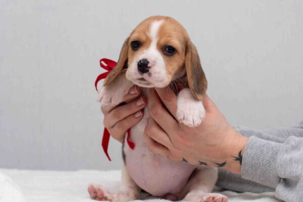 Huckleberry Beagle Huckleberry Beagle