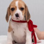 HUCKLEBERRY-female-Beagle-puppy-for-sale-2