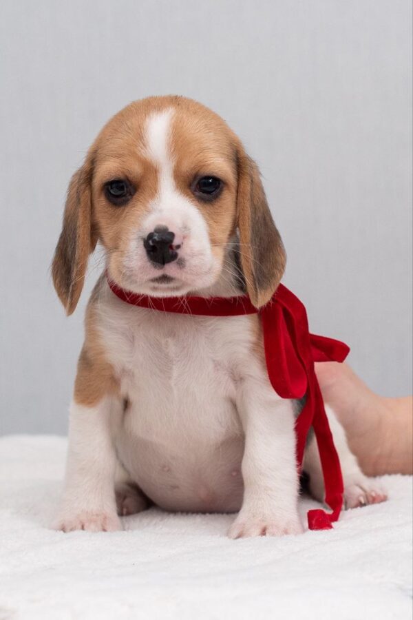 Huckleberry Beagle Huckleberry Beagle